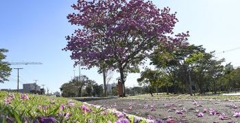 Frio perde intensidade neste domingo em Mato Grosso do Sul, prevê Cemtec