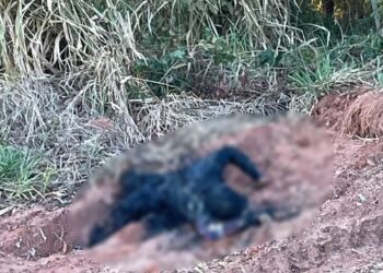 Vídeo: Polícia investiga m*rtes de homem e mulher que foram carbonizados em Três Lagoas 