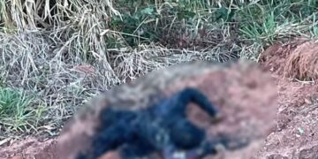 Vídeo: Polícia investiga m*rtes de homem e mulher que foram carbonizados em Três Lagoas 