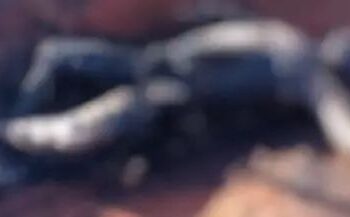 Homem e mulher são encontrados carbonizados em pontos diferentes de cidade de MS