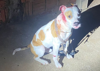 Homem é m*rto e cão baleado em cidade do MS