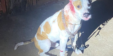 Homem é m*rto e cão baleado em cidade do MS