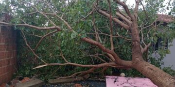 Temporal deixa estragos em Dourados e Alan Guedes decreta estado de emergência; veja como ajudar