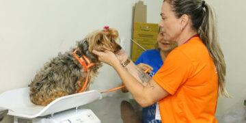 Prefs CG e Subea fazem alerta sobre anticoncepcional para cães e gatos