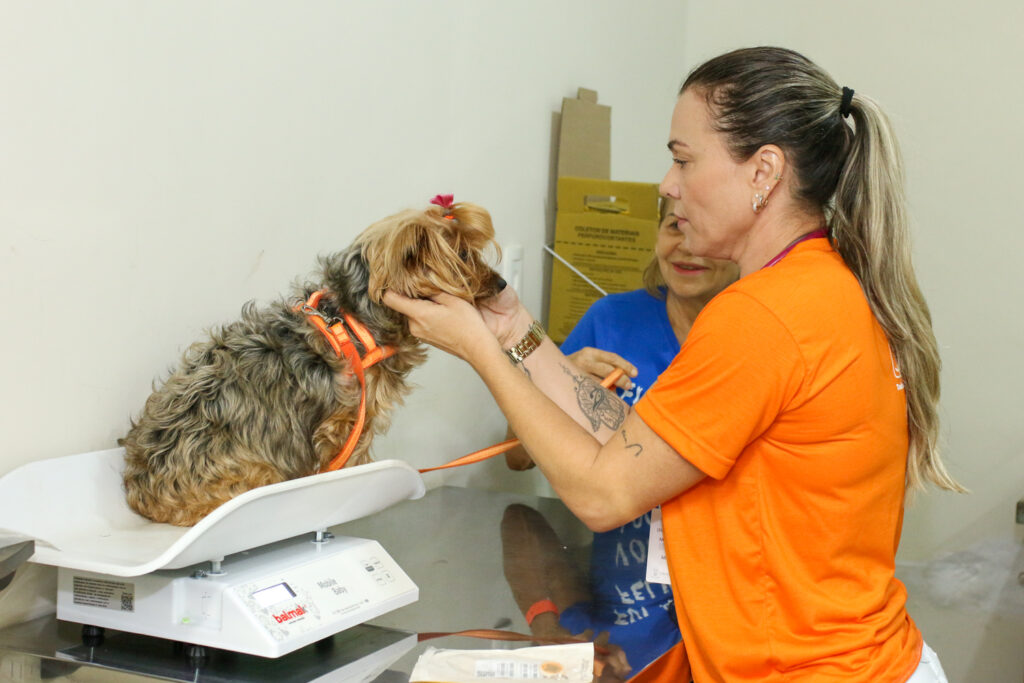 Prefs CG e Subea fazem alerta sobre anticoncepcional para cães e gatos