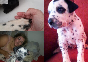 Carta ao Rui Marcelo, o melhor dálmata do mundo