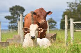 Campo Grande fica entre as 100 cidades mais ricas do agronegócio brasileiro; MS tem 11 municípios no ranking
