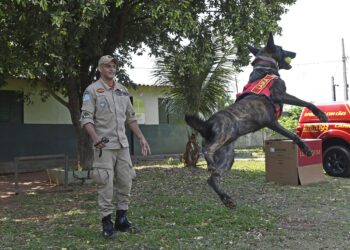 De MS, cadela Laika recebe certificação nacional para busca e resgate
