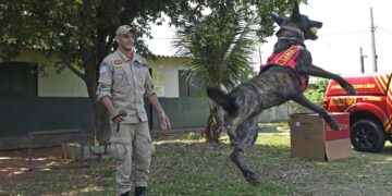 De MS, cadela Laika recebe certificação nacional para busca e resgate
