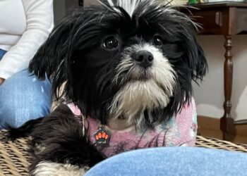 Você viu a Lia? Tutores procuram cachorrinha que sumiu no Carandá