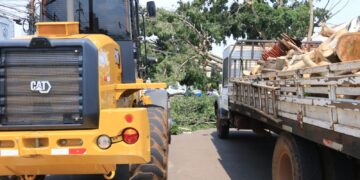 Prefeitura ainda recolhe árvores e galhos após  temporal na quinta