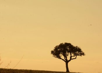 Calor não dá trégua em MS e tempo seco exige cuidados