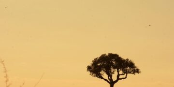 Calor não dá trégua em MS e tempo seco exige cuidados