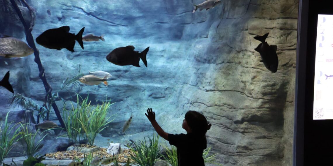 Bioparque Pantanal está fechado para manutenção e reabre dia 9 de janeiro