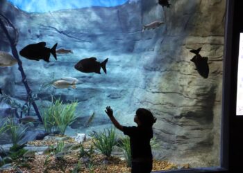 Bioparque: confira horários de funcionamento durante as festas e janeiro