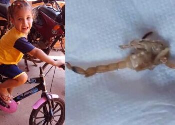 2⁰ caso em Ribas: menina de 3 anos m*rre após picada de escorpião