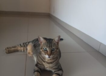 Pintinho sumiu e tutora pede ajuda para encontrar gato que estava de “passagem” pela Capital 