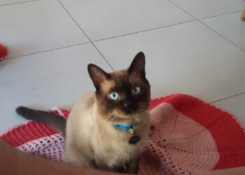 Você viu o Miau? Tutora procura gato que fugiu no São Caetano 