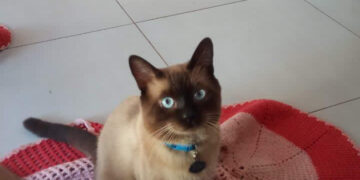 Você viu o Miau? Tutora procura gato que fugiu no São Caetano 