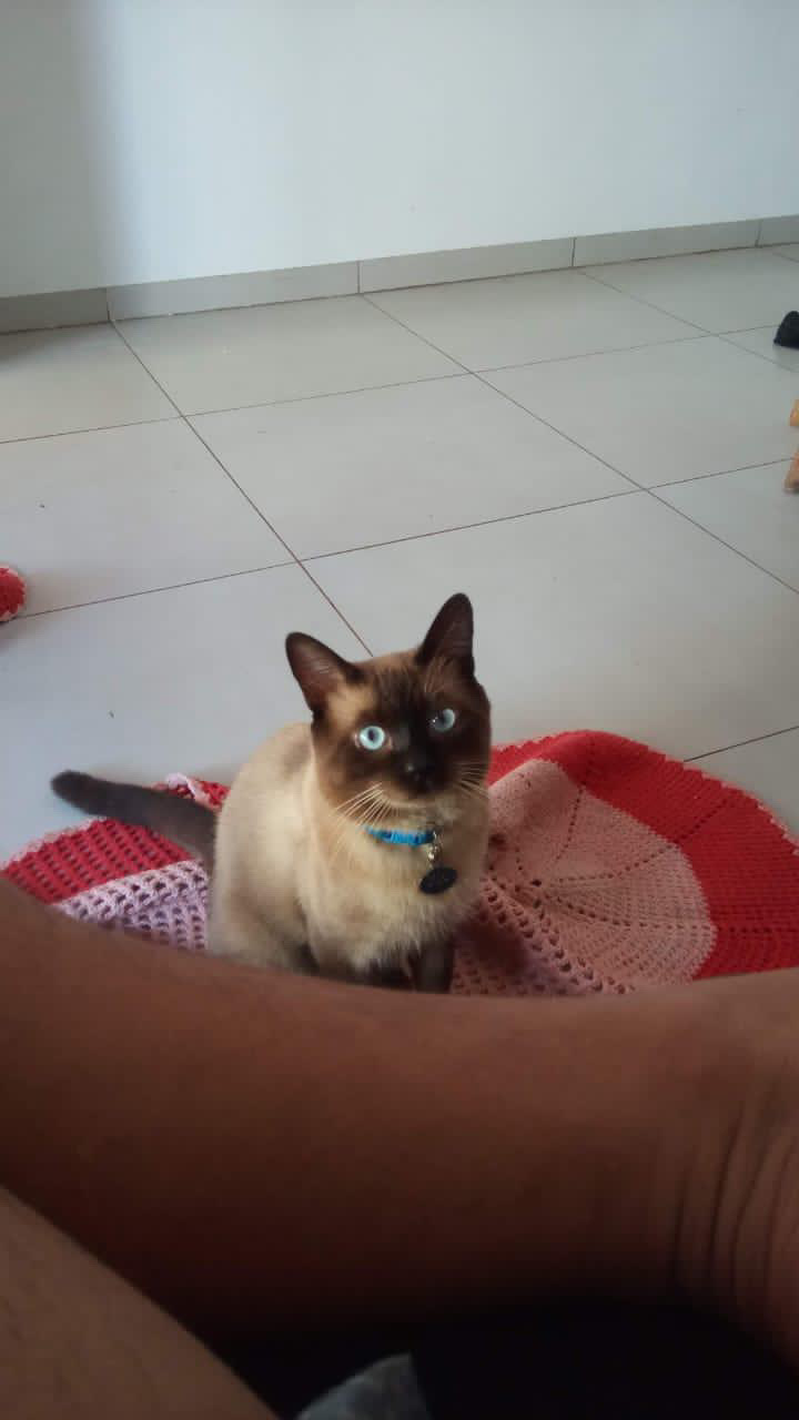 Você viu o Miau? Tutora procura gato que fugiu no São Caetano 