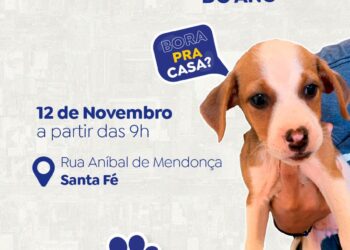 Prefeitura realiza feira de adoção de pets neste domingo (12)