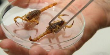 Com 3,6 mil ataques até outubro em MS, vigilância faz alerta para evitar problemas com escorpiões