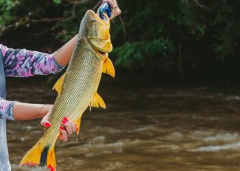 Projeto de João César Mattogrosso amplia por 5 anos a proibição da pesca de Dourado em MS
