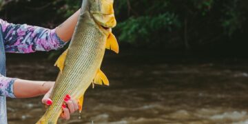 Projeto de João César Mattogrosso amplia por 5 anos a proibição da pesca de Dourado em MS