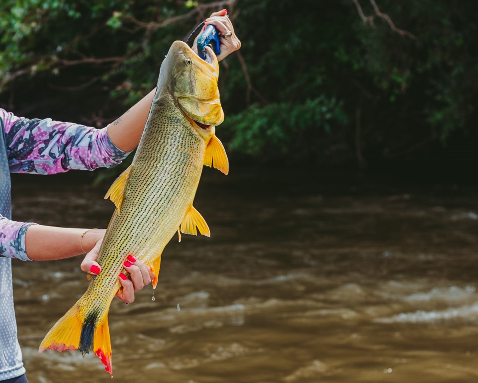 Projeto de João César Mattogrosso amplia por 5 anos a proibição da pesca de Dourado em MS