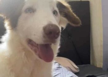 Você viu o Daren? Família procura border collie que escapou no Monte Castelo 