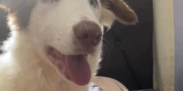 Você viu o Daren? Família procura border collie que escapou no Monte Castelo 