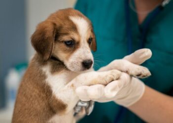 Programa MS Vida Animal lança Caravana da Castração na quarta-feira