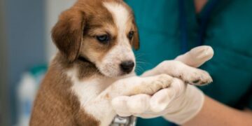 Programa MS Vida Animal lança Caravana da Castração na quarta-feira