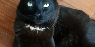 Você viu o Léo? Família procura gato que fugiu na região do Los Angeles