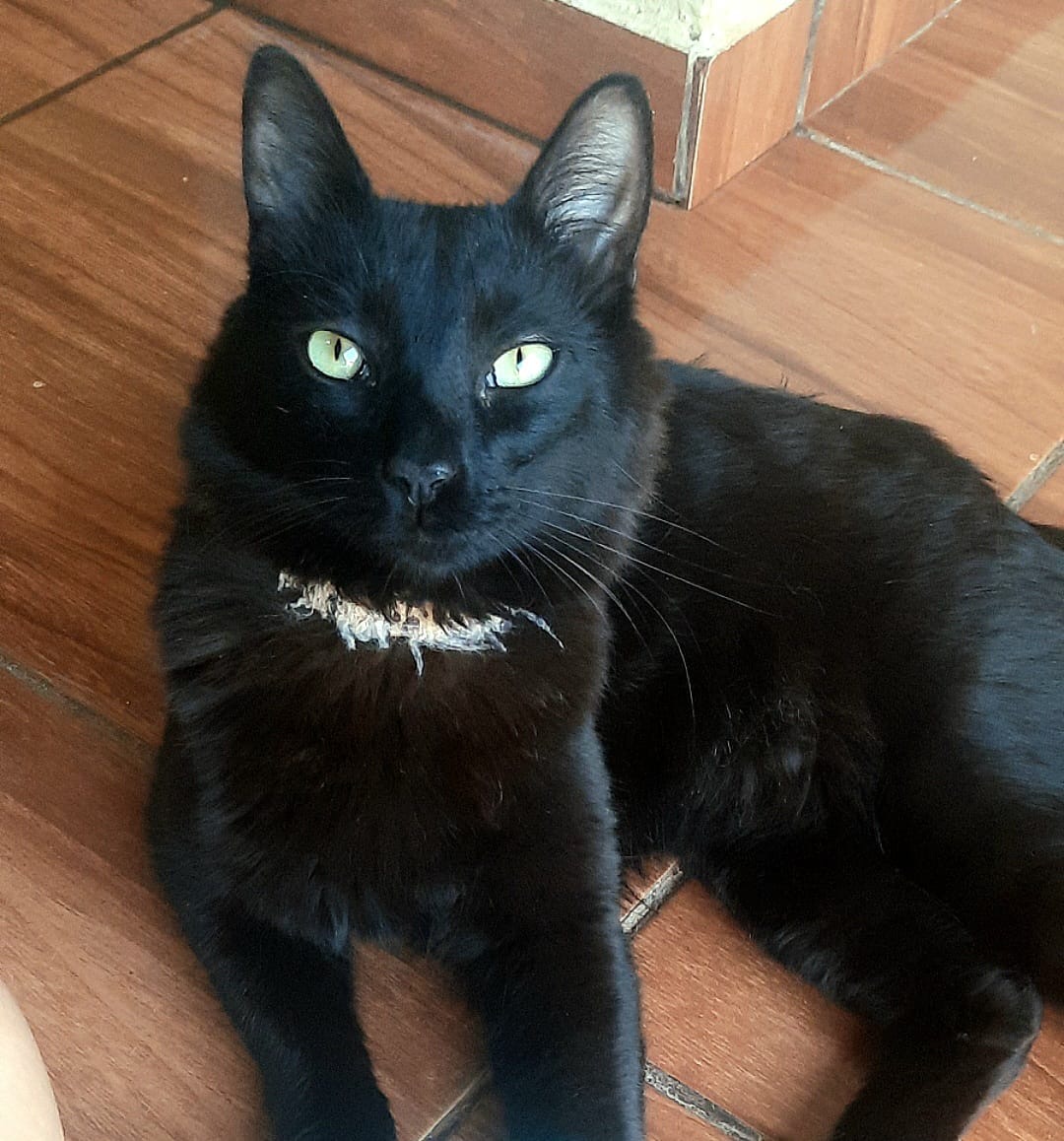 Você viu o Léo? Família procura gato que fugiu na região do Los Angeles