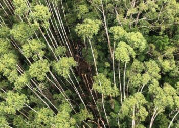 Helicóptero desaparecido é localizado em região de mata em Paraibuna