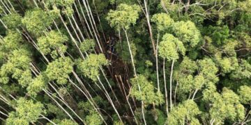 Helicóptero desaparecido é localizado em região de mata em Paraibuna