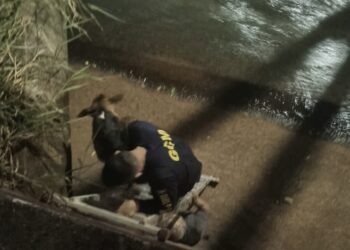 Vídeo: GCM resgata cachorro que caiu em córrego e cena comovo populares 