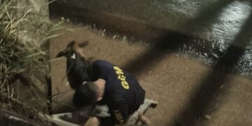 Vídeo: GCM resgata cachorro que caiu em córrego e cena comovo populares 