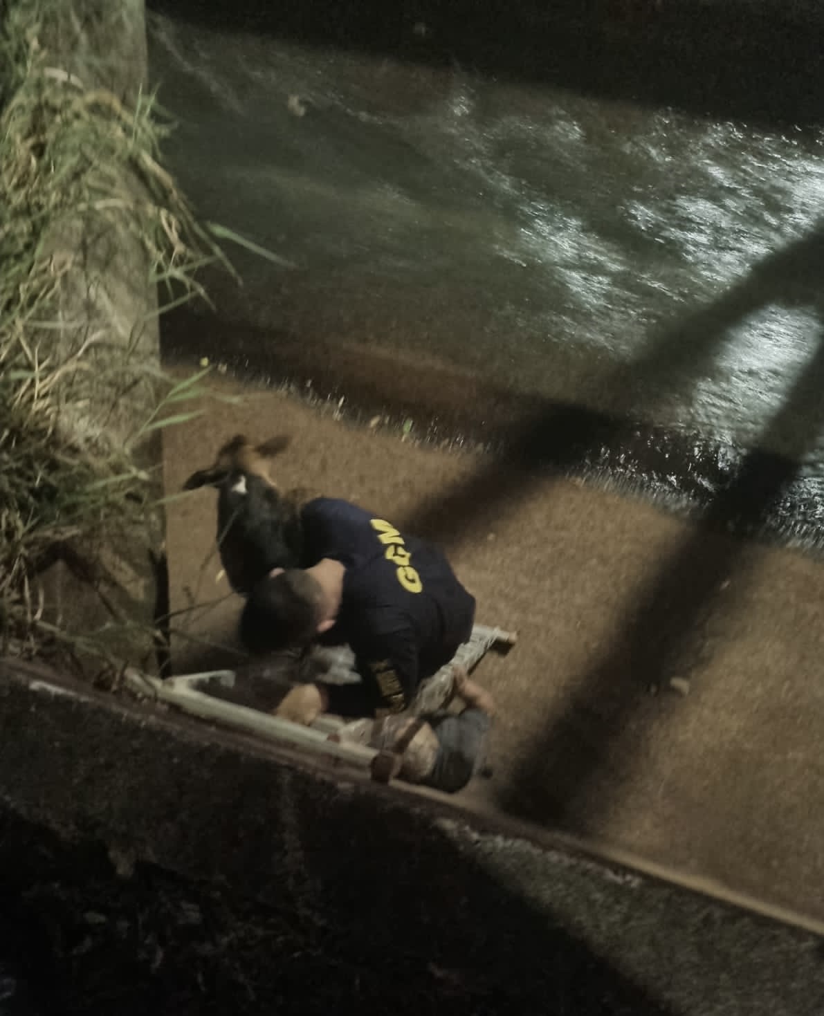 Vídeo: GCM resgata cachorro que caiu em córrego e cena comovo populares 