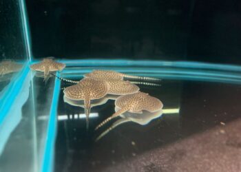 Arraia Jusara tem 14 ‘bebês’ e Bioparque Pantanal comemora primeiros filhotes de 2024