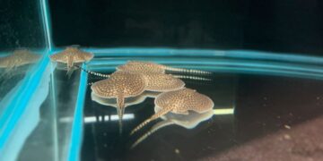 Arraia Jusara tem 14 ‘bebês’ e Bioparque Pantanal comemora primeiros filhotes de 2024