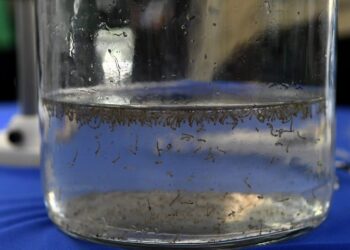 Governo destina R$ 4 milhões a municípios para investir em ações de combate à dengue, Zika e chikungunya