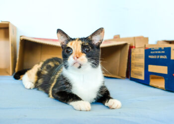 Subea realiza primeira Ação de Adoção de 2024 na Praça da Bolívia