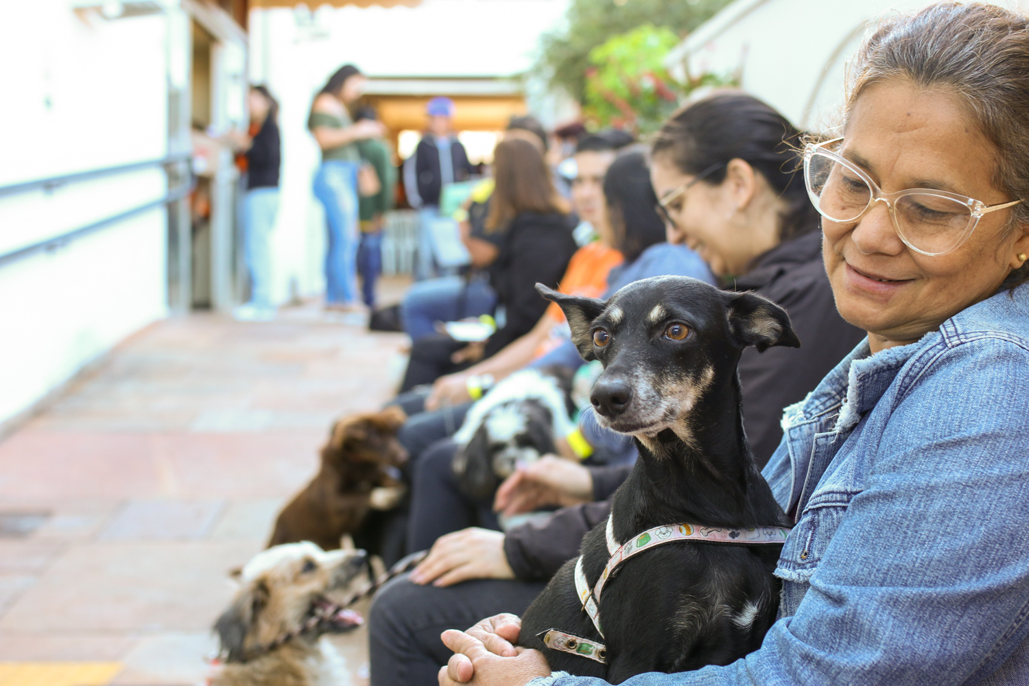 Nódulos em pets não devem ser ignorados, destaca veterinário da Subea