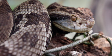 Homem fica em estado grave após ser picado por Jararaca