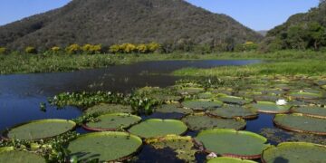 Lei do Pantanal entra em vigor, governo foca na fiscalização e decreto traz primeiras regulamentações