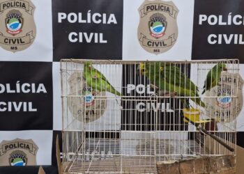 Trio é preso ao tentar vender periquitos e papagaios por R,4 mil