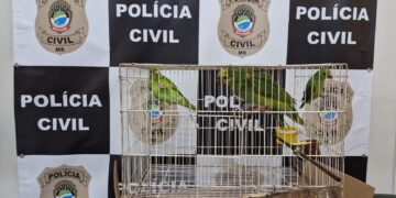 Trio é preso ao tentar vender periquitos e papagaios por R,4 mil