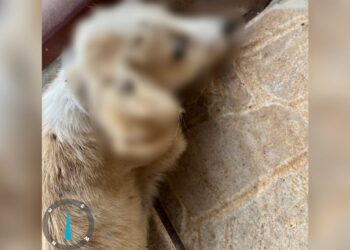 Cachorros m*rrem à míngua por “falta de tempo” do proprietário 